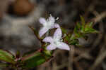 Harper's buttonweed